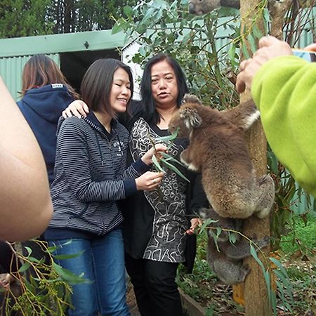 Fauna Australia Wildlife Retreat Lavers Hill Exteriér fotografie