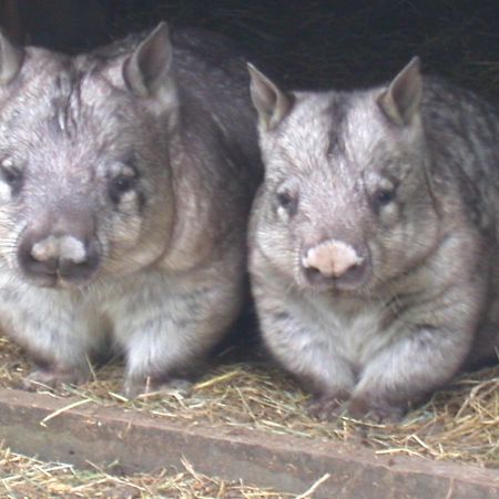 Fauna Australia Wildlife Retreat Lavers Hill Exteriér fotografie