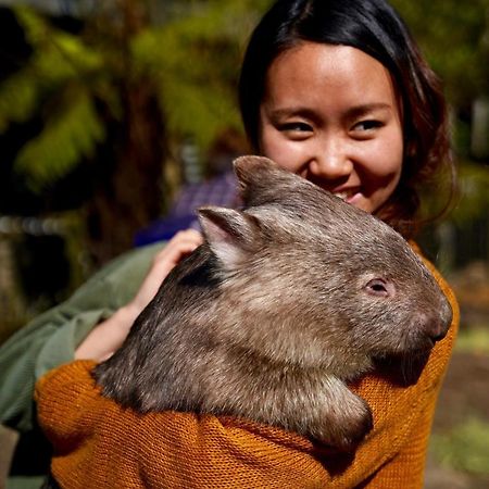 Fauna Australia Wildlife Retreat Lavers Hill Exteriér fotografie