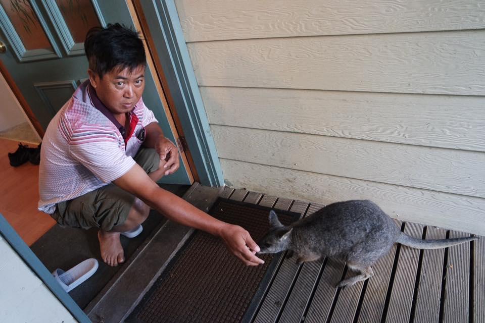 Fauna Australia Wildlife Retreat Lavers Hill Exteriér fotografie