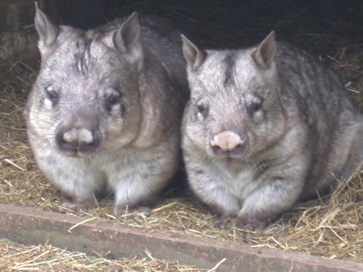 Fauna Australia Wildlife Retreat Lavers Hill Exteriér fotografie